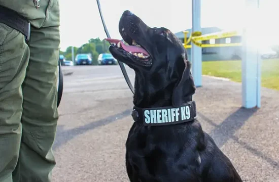 sheriff-k9-image